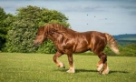 Suffolk horse